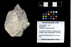 Foto (Objekt + Etikett) von Isopoda indet.  (NHMW-GEO-2014-0194-0960)